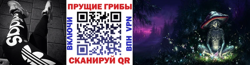 Купить  Великие Луки  Галлюциногенные грибы Cubensis 